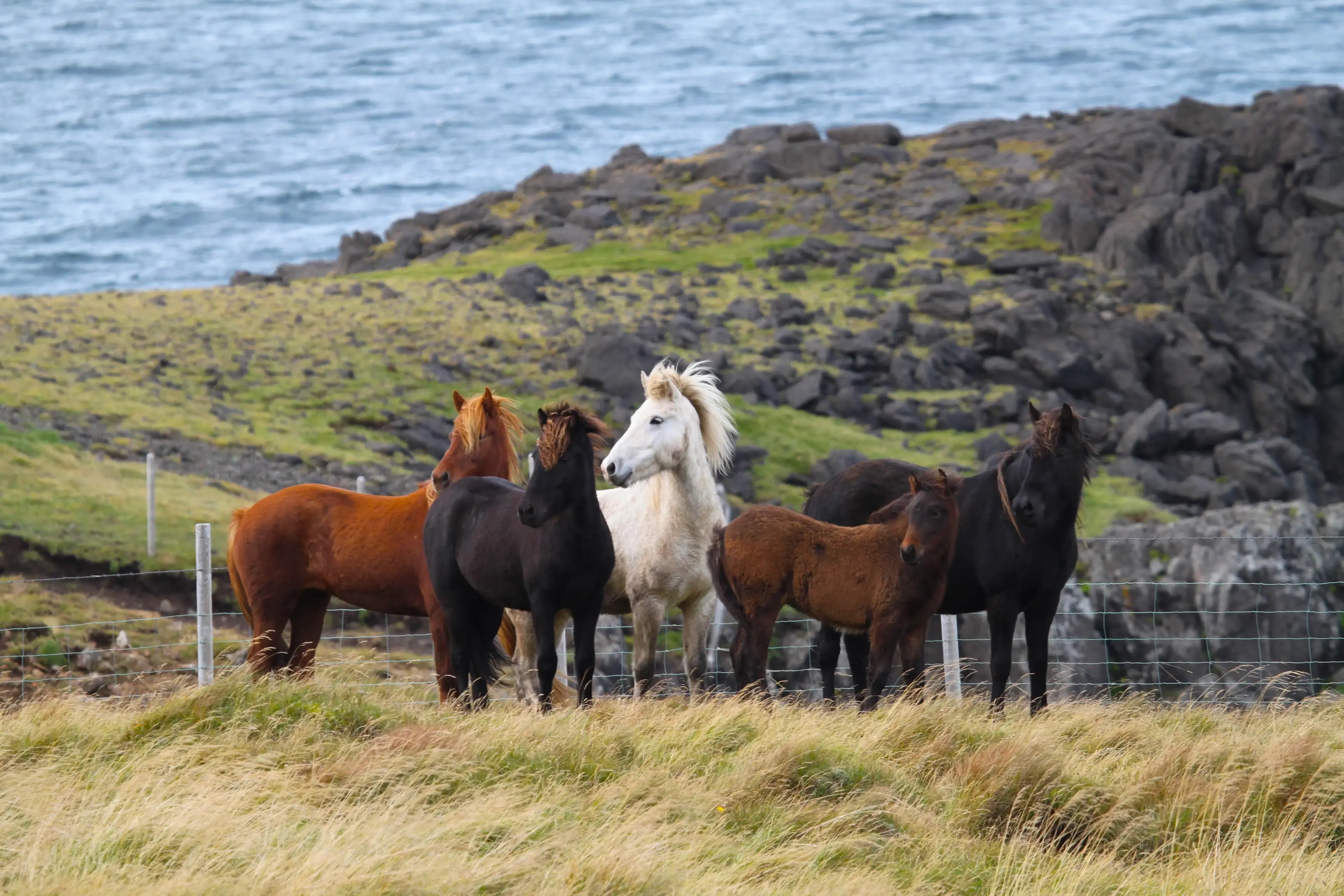UNTAMED - 7 days private Iceland tour